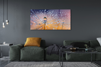 Acrylic print Dandelion macro drops