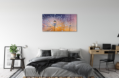 Acrylic print Dandelion macro drops