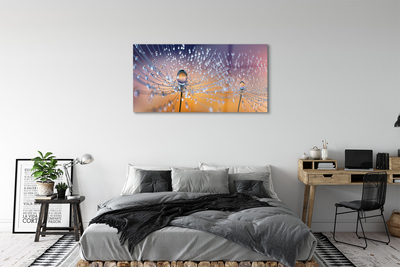 Acrylic print Dandelion macro drops