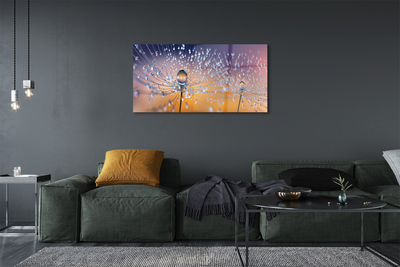 Acrylic print Dandelion macro drops