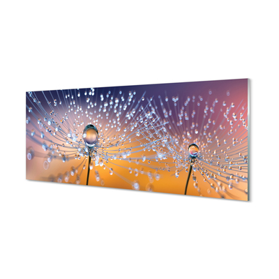 Acrylic print Dandelion macro drops