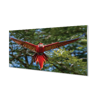 Acrylic print Macaw parrot