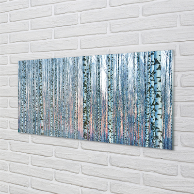 Acrylic print Sunset the birch forest