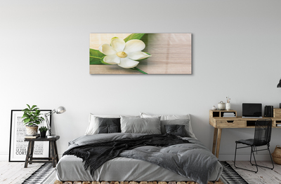 Acrylic print White magnolia