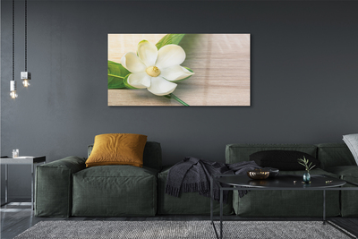 Acrylic print White magnolia