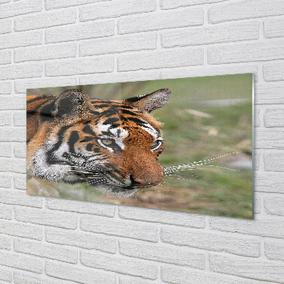 Acrylic print Tiger woods