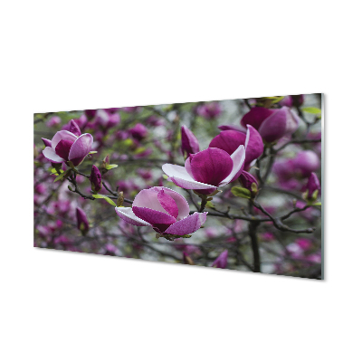 Acrylic print Purple magnolia