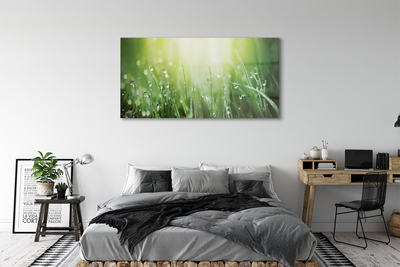 Acrylic print Grass sun drops