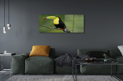 Acrylic print Parrot on a branch colored