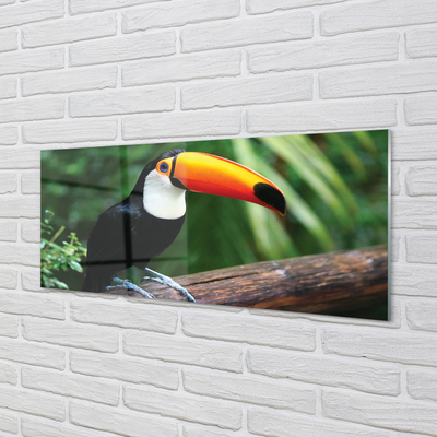 Acrylic print Toucan on a branch