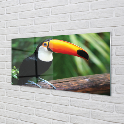 Acrylic print Toucan on a branch