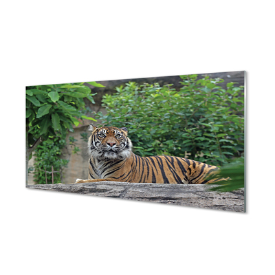 Acrylic print Tiger woods