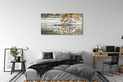 Acrylic print Tiger drink