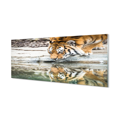 Acrylic print Tiger drink