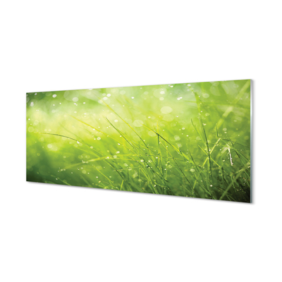 Acrylic print Dewdrops on grass