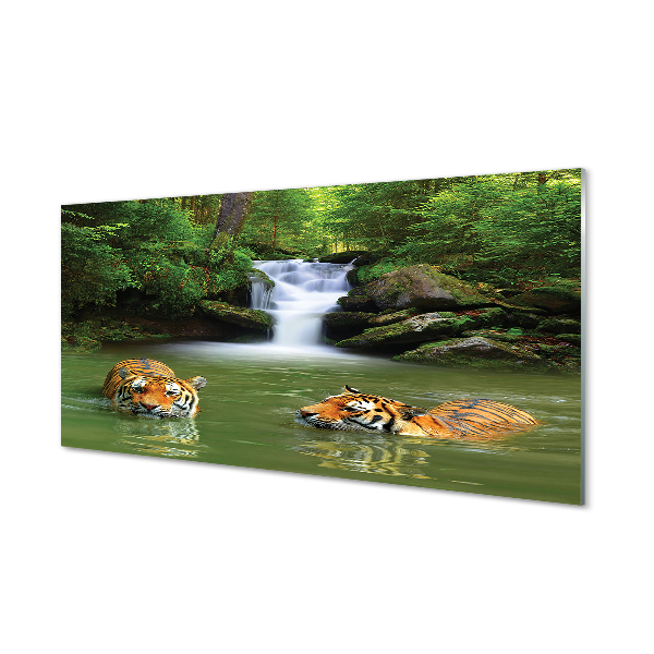 Acrylic print Waterfall tiger