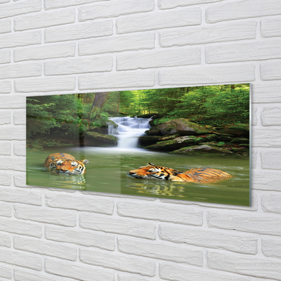 Acrylic print Waterfall tiger