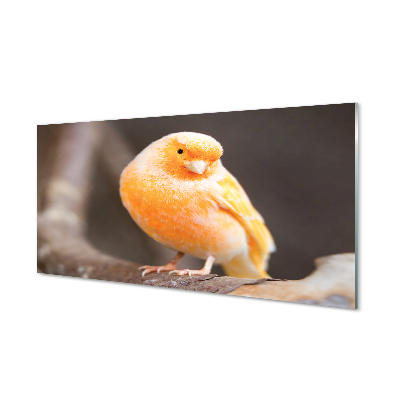 Acrylic print Parrot road