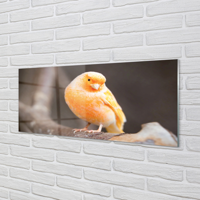 Acrylic print Parrot road