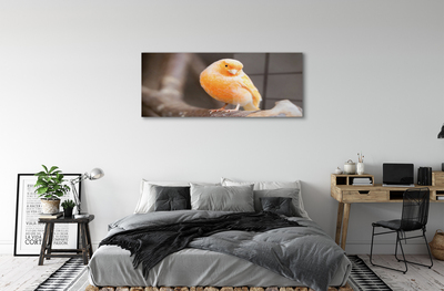 Acrylic print Parrot road