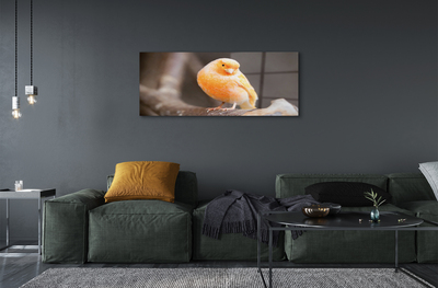 Acrylic print Parrot road