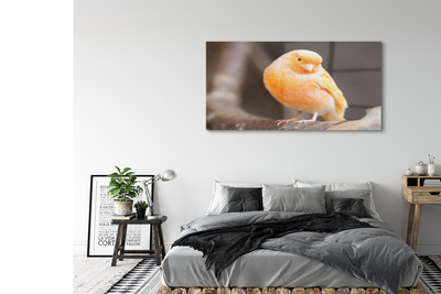 Acrylic print Parrot road