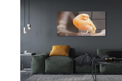 Acrylic print Parrot road