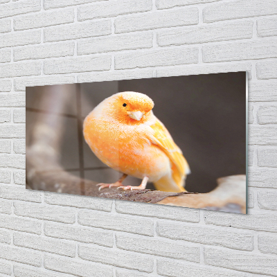 Acrylic print Parrot road