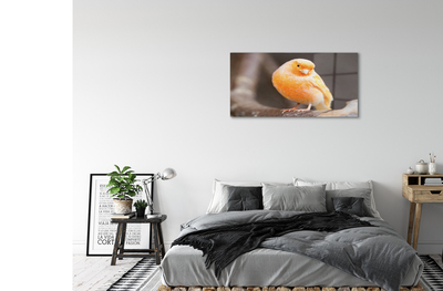 Acrylic print Parrot road