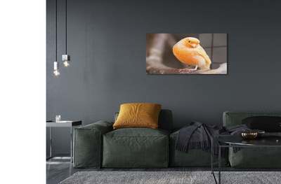 Acrylic print Parrot road