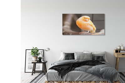 Acrylic print Parrot road