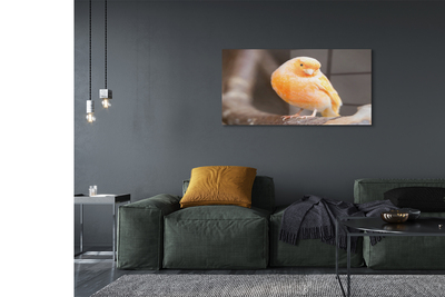 Acrylic print Parrot road