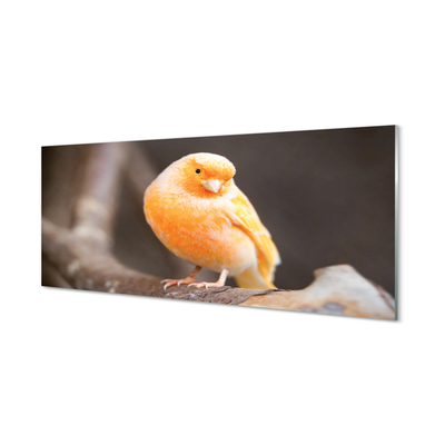 Acrylic print Parrot road