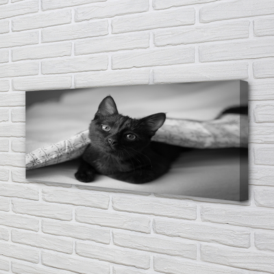 Canvas print Cat under cover