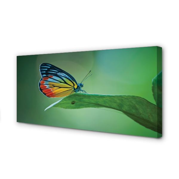 Canvas print Colored butterfly journal