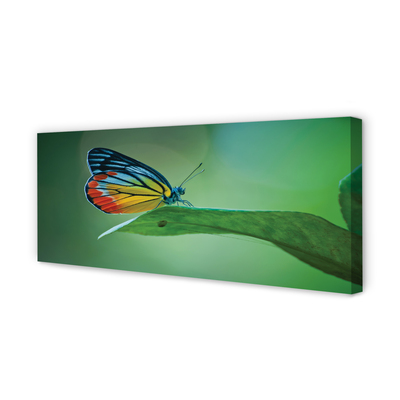 Canvas print Colored butterfly journal