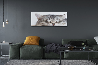 Canvas print Sleeping cat