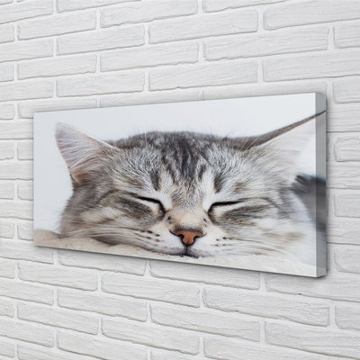 Canvas print Sleeping cat