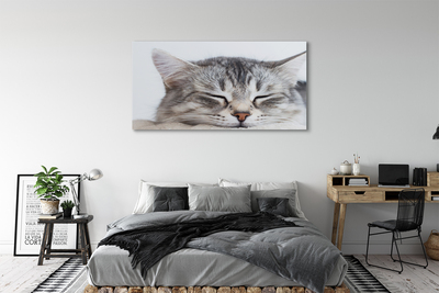 Canvas print Sleeping cat