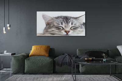 Canvas print Sleeping cat