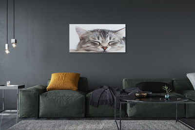 Canvas print Sleeping cat