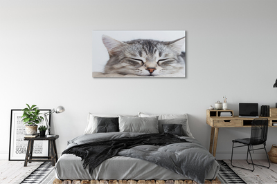 Canvas print Sleeping cat