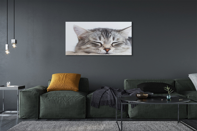 Canvas print Sleeping cat