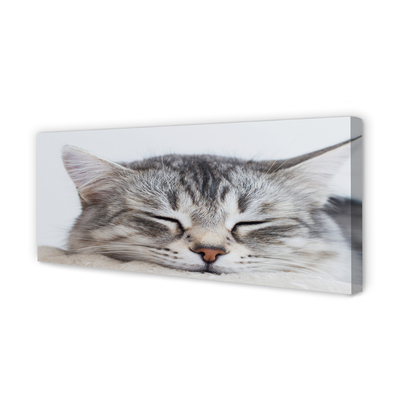 Canvas print Sleeping cat