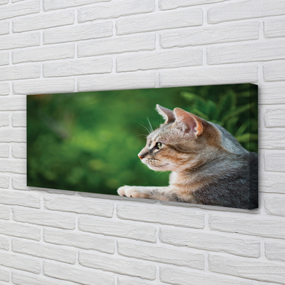 Canvas print Search cat