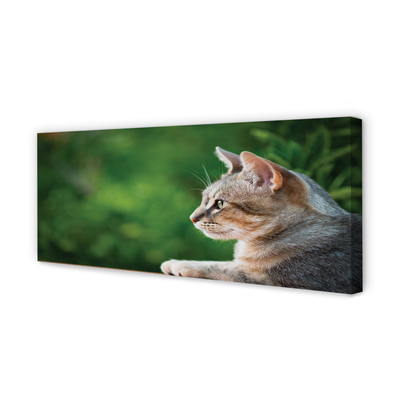 Canvas print Search cat