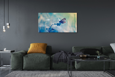 Canvas print Butterfly color