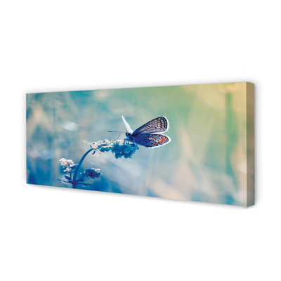 Canvas print Butterfly color