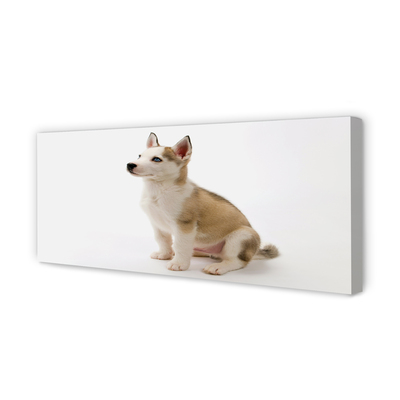 Canvas print Sitting small dog