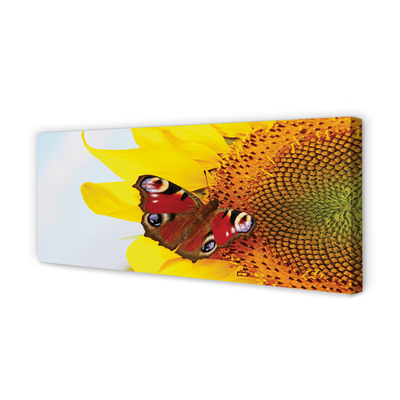 Canvas print Sunflower moth